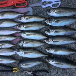 昨日より今日こそ！！アジ釣り！！